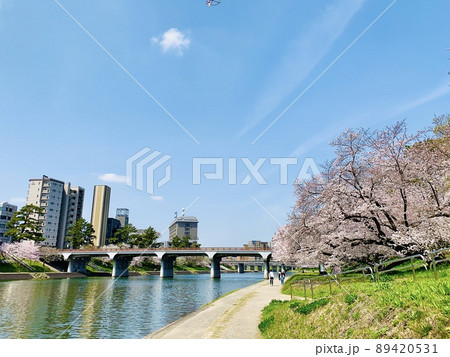 満開の桜［乙川右岸河川敷/愛知県岡崎市］ 89420531