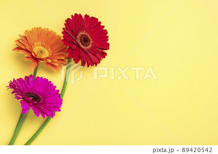 Bouquet of gerberas on yellow background Top view Flat lay Holiday greeting card Happy moter's day, 8 March, Valentine's day, Easter concept Copy space Mock up. 89420542