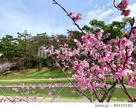 青空に映える伊賀川の寒緋桜［岡崎公園/愛知県岡崎市］ 89420580