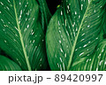 Leaves dark color with white dot beautiful in nature background 89420997