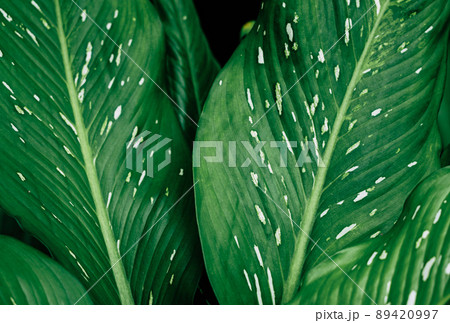Leaves dark color with white dot beautiful in nature background 89420997