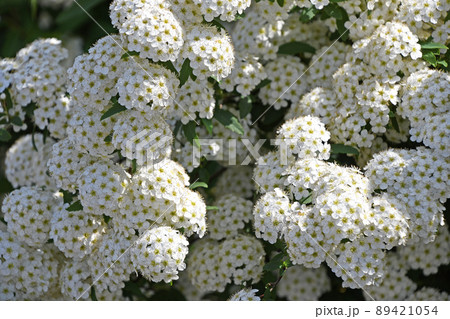 コデマリ(小手毬) コデマリ(小手毬) 89421054