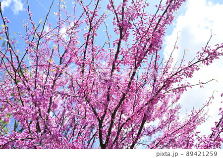 アメリカハナズオウ　ハートオブゴールド　マメ科 89421259