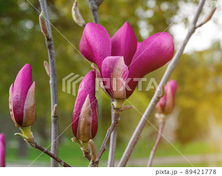 Magnolia tree branch with white purple blooming close up garden spring time, slightly moving blossom on a wind 89421778