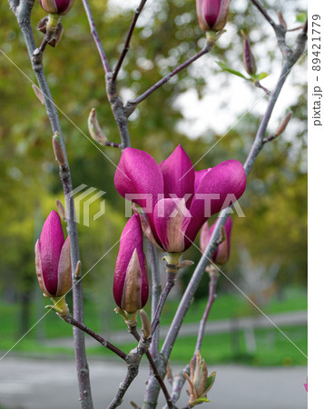 Magnolia tree branch with white purple blooming close up garden spring time, slightly moving blossom on a wind Magnolia tree branch with white purple blooming close up garden spring time, slightly moving blossom on a wind 89421779