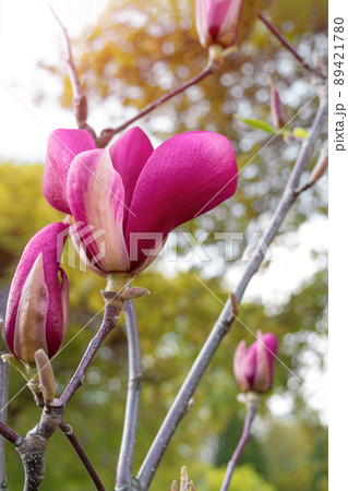 Magnolia tree branch with white purple blooming close up garden spring time, slightly moving blossom on a wind Magnolia tree branch with white purple blooming close up garden spring time, slightly moving blossom on a wind 89421780