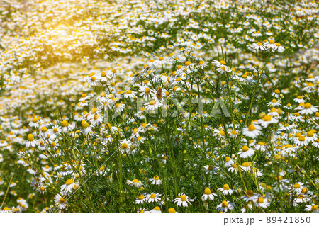 Blooming fresh camomiles meadow with flying bees. Beautiful chamomile flowers green leaves background with copy space. Blooming fresh camomiles meadow with flying bees. Beautiful chamomile flowers green leaves background with copy space. 89421850