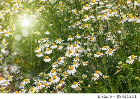 Blooming fresh camomiles meadow with flying bees. Beautiful chamomile flowers green leaves background with copy space. Blooming fresh camomiles meadow with flying bees. Beautiful chamomile flowers green leaves background with copy space. 89421851