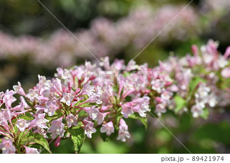 オオベニウツギ 89421974