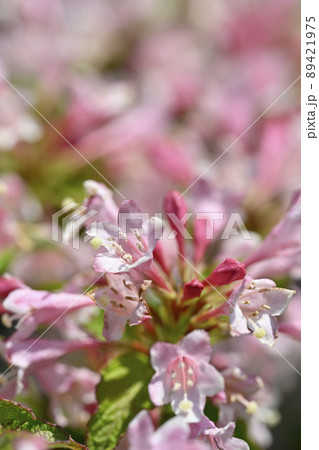 オオベニウツギ 89421975