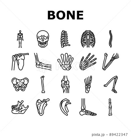 Bone Human Skeleton Structure Icons Set Vector 89422347
