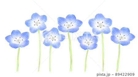 ネモフィラ 下フレームのイラスト素材