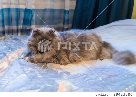 Russia. Kronstadt. April 23, 2022. The cat of the joint breed is an American curl and a long-haired Briton. Russia. Kronstadt. April 23, 2022. The cat of the joint breed is an American curl and a long-haired Briton. 89423580