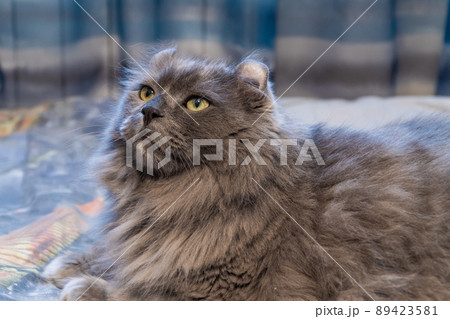 Russia. Kronstadt. April 23, 2022. The cat of the joint breed is an American curl and a long-haired Briton. Russia. Kronstadt. April 23, 2022. The cat of the joint breed is an American curl and a long-haired Briton. 89423581