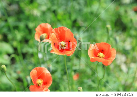 オレンジ色の長実雛罌粟(ナガミヒナゲシ) オレンジ色の長実雛罌粟(ナガミヒナゲシ) 89423818