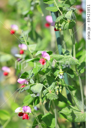 豌豆（エンドウ）の花 89423851