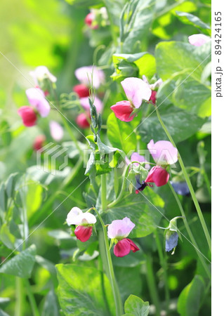 豌豆(エンドウ)の花 豌豆(エンドウ)の花 89424165