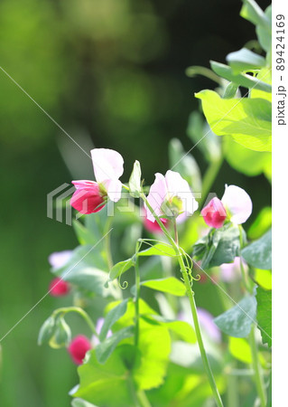 豌豆(エンドウ)の花 豌豆(エンドウ)の花 89424169