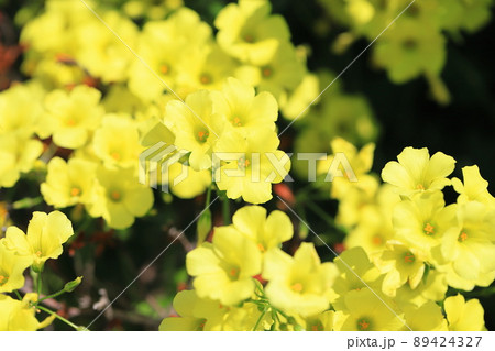 満開の大黄花かたばみ(オオキバナカタバミ) 満開の大黄花かたばみ(オオキバナカタバミ) 89424327