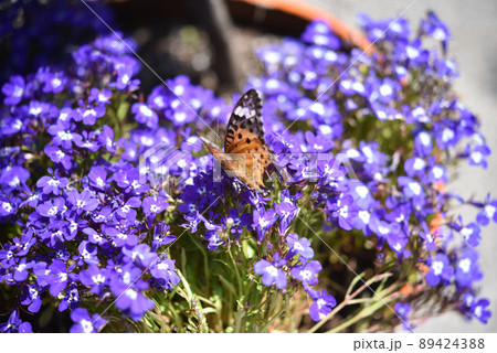 初夏の蝶と花 89424388