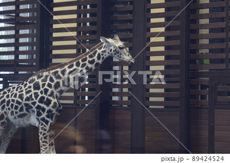 Beautiful giraffe in a zoo. Giraffe head Beautiful giraffe in a zoo. Giraffe head 89424524