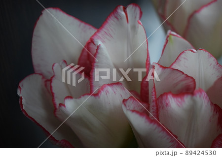 Spring white tulips with red stripes. Spring white tulips with red stripes. 89424530