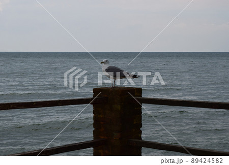 One seagull sits on a old sea pier. One seagull sits on a old sea pier. 89424582