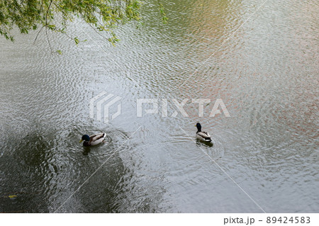 two ducks swimming across a lake two ducks swimming across a lake 89424583