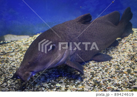 Giraffe catfish (Auchenoglanis occidentalis). Giraffe catfish (Auchenoglanis occidentalis). 89424619
