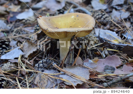 A forest brown mushroom in a natural background . A forest brown mushroom in a natural background . 89424640