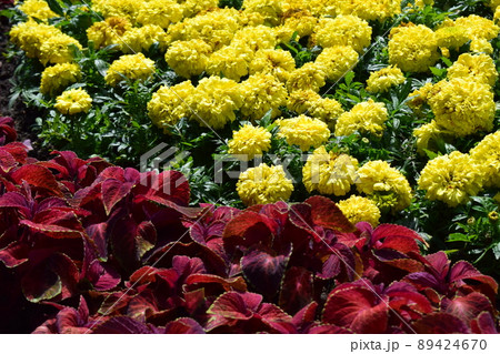 Flower garden elements. Flower garden elements. 89424670