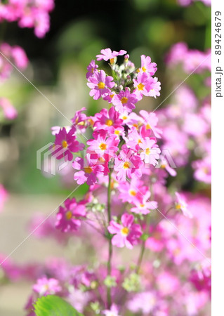 愛らしいサクラソウ　 89424679