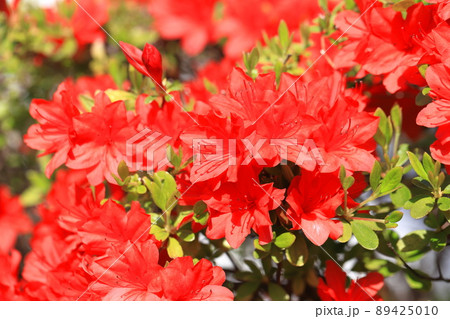 真っ赤なツツジの花 真っ赤なツツジの花 89425010