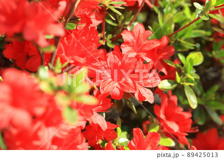 真っ赤なツツジの花   89425013
