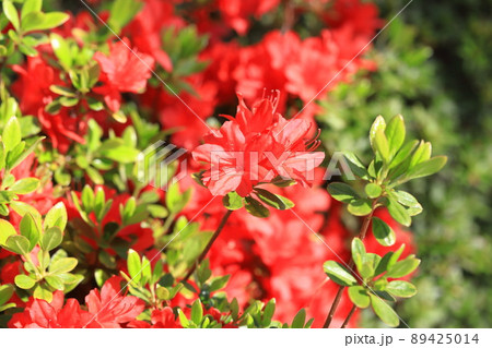 真っ赤なツツジの花   89425014