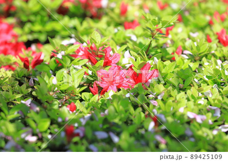 真っ赤なツツジの花 (ハナカイドウの散った花びら) 真っ赤なツツジの花 (ハナカイドウの散った花びら) 89425109