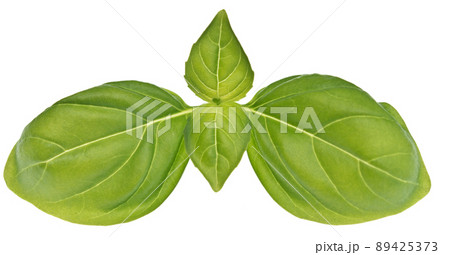 Basil on white 89425373