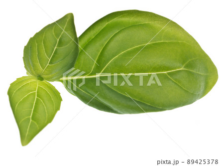 Basil on white Basil on white 89425378