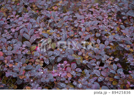 The bright red berries of a Red Japanese Barberry shrub. Berberis thunbergii fatropurpurea. Shot after rain The bright red berries of a Red Japanese Barberry shrub. Berberis thunbergii fatropurpurea. Shot after rain 89425836