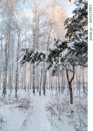 winter forest in the snow winter forest in the snow 89425963