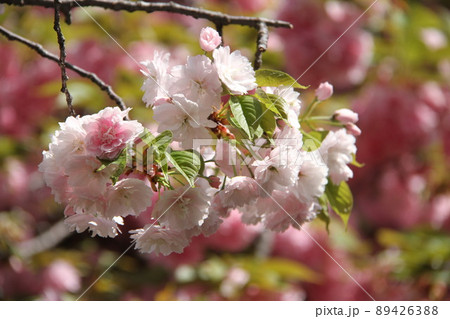 桜薫る大阪造幣局の春 89426388