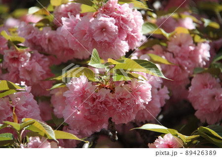 桜薫る大阪造幣局の春 桜薫る大阪造幣局の春 89426389