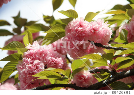 桜薫る大阪造幣局の春 桜薫る大阪造幣局の春 89426391
