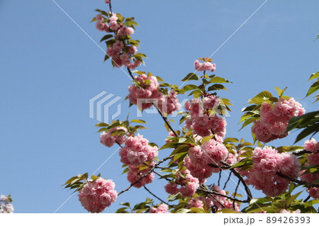 桜薫る大阪造幣局の春 89426393