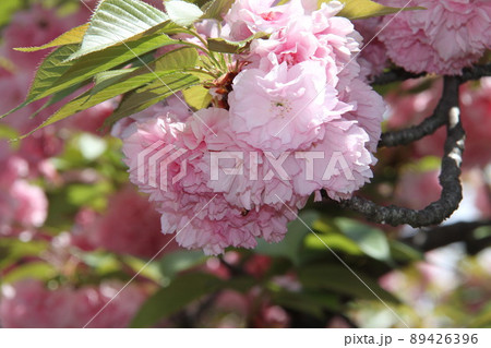 桜薫る大阪造幣局の春 桜薫る大阪造幣局の春 89426396