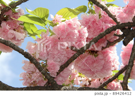 桜薫る大阪造幣局の春 89426412