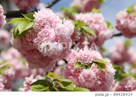 桜薫る大阪造幣局の春 桜薫る大阪造幣局の春 89426414
