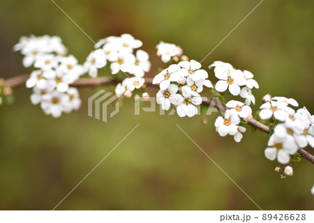 花 植物 ドルダンプン 89426628