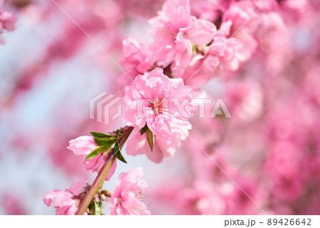 梅 花 植物 89426642