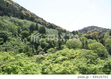 若葉薫る京都音羽山清水寺 若葉薫る京都音羽山清水寺 89426701
